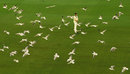A Finch among the seagulls, Victoria v Tasmania, Sheffield Shield 2016-17, 2nd day, Melbourne, October 26, 2016 A Finch among the seagulls, Victoria v Tasmania, Sheffield Shield 2016-17, 2nd day, Melbourne, October 26, 2016