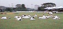Scotland lost to Bangladesh, the eventual winners